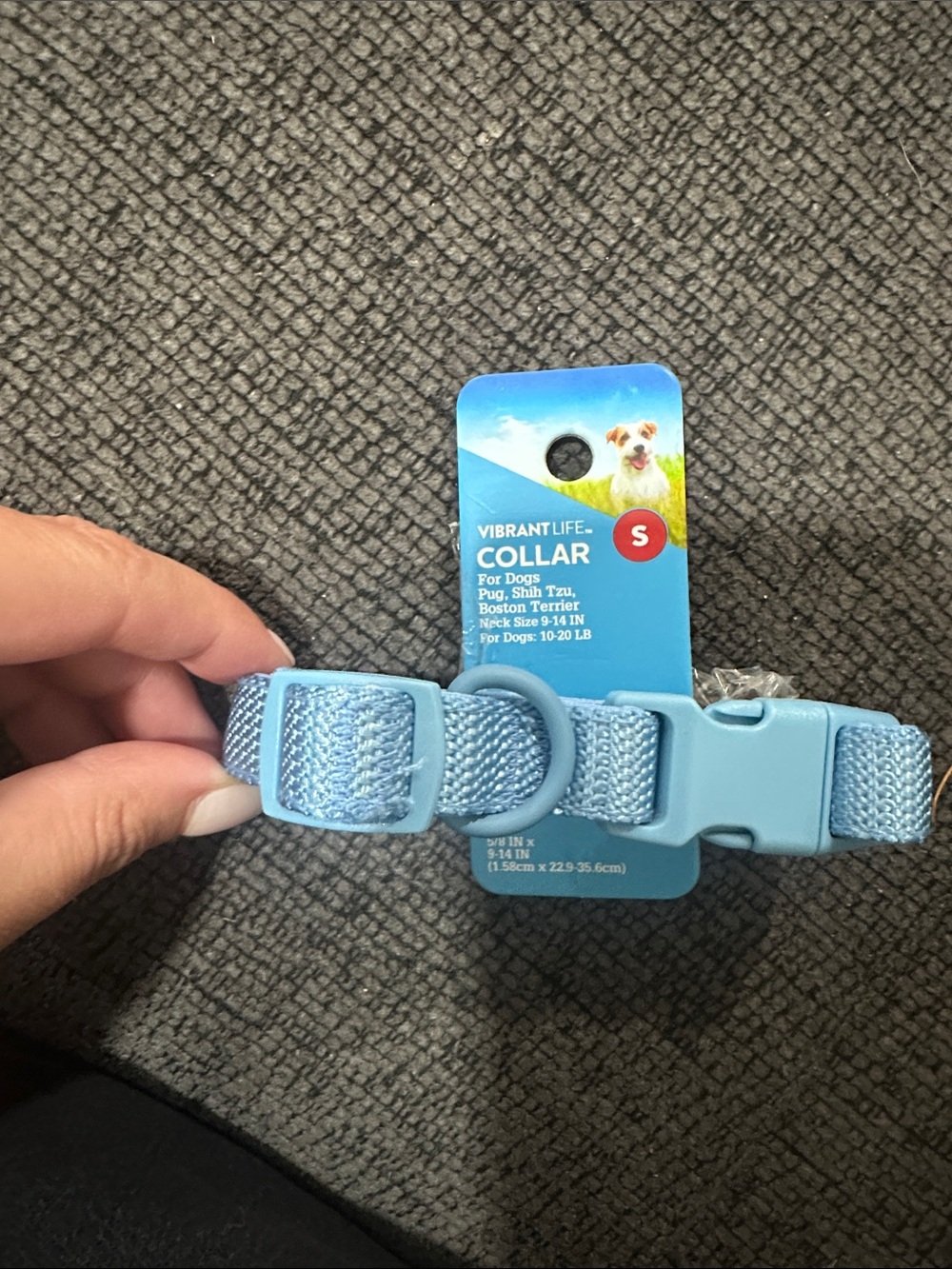 Vibrant Light Blue Small Pet Collar with D-Ring